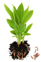 Turmeric plant with roots exposed growing in soil and loose. Organic nature homegrown produce, high in polypehnols, flavonoids, antioxidants. Used in cooking and herbal plant based medicine. On white.