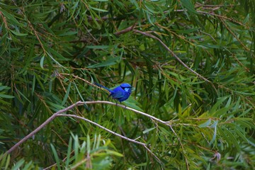 A blue ren
