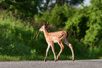 Cute baby white tailed deer fawn walking across a country road 