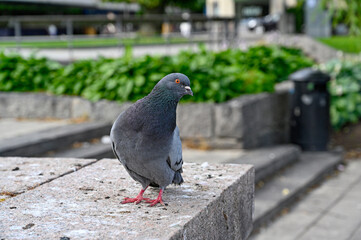 Dove standing looking curiously after food on stairs