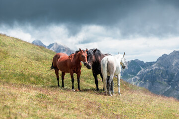 Three horses up in the mountains of a strong weather storm. View of the high mountains and greenery.