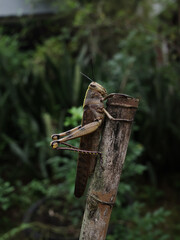grasshopper on a branch