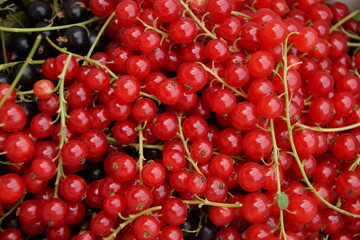 Johannisbeeren rot und schwarz makro