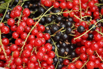 Johannisbeeren schwarz und rot makro