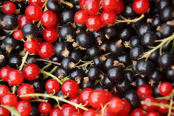 Johannisbeeren rot und schwarz Ernte Makro