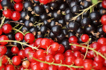 Johannisbeeren rot und schwarz Ernte Nahaufnahme