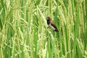 bird on a grass