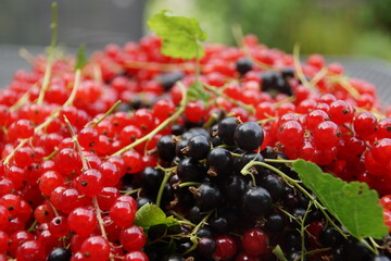 Johannisbeeren rot und schwarz Ernte