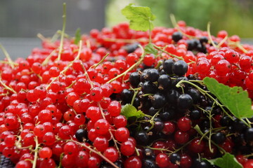 Johannisbeeren rot und schwarz Ernte