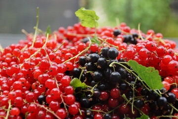 Johannisbeeren rot und schwarz Ernte
