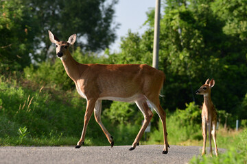 Country scene of a white tailed deer and a fawn walking across the road 