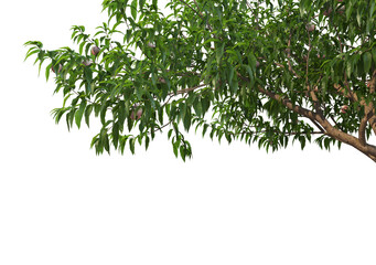 Foreground Twigs with fruits on a white background.