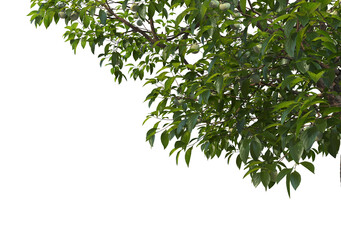 Obraz premium Foreground Twigs with fruits on a white background.