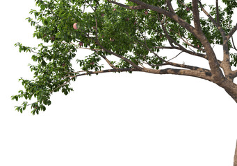 Foreground Twigs with fruits on a white background.