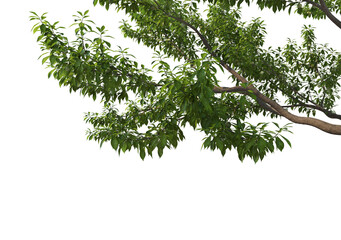 Foreground Twigs with fruits on a white background.