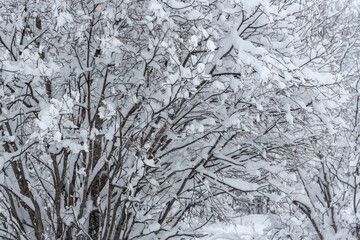 Winter background. Snow-covered bushes in the park. Fresh clean white snow on the branches after a snowfall. Cold snowy weather. Close-up