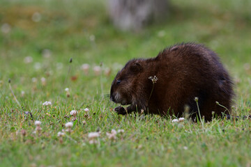 Cute Muskrat sits on lawn eating stems of grass 