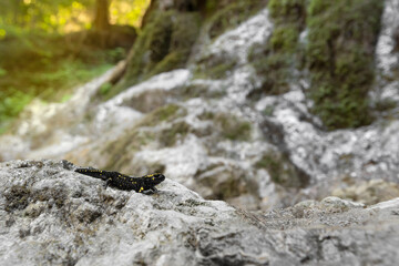 Fire salamander with waterfall on background at sunset (Salamandra salamandra)