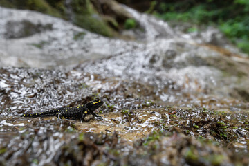 Crossing the rushing river, fine art portrait of fire salamander (Salamandra salamandra)