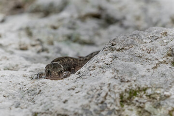 Young fire salamander on the rock (Salamandra salamandra)