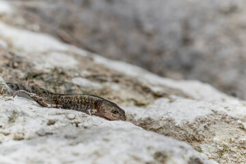 Young fire salamander on the rock (Salamandra salamandra)