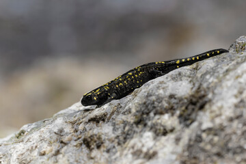 On the rock, the fire salamander (Salamandra salamandra)