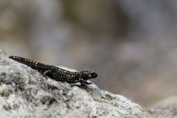 Walking on the rock, fine art portrait of fire salamander (Salamandra salamandra)