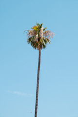 Single palm tree on a blue sky