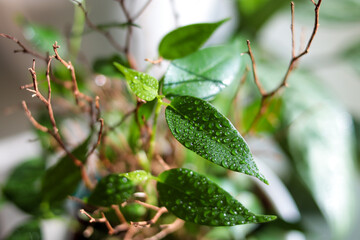 Drops of water on a home plant ficus. beautiful home tree