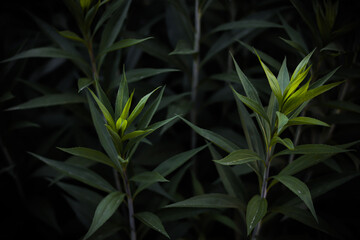 Fototapeta na wymiar Green leaves. Beautiful plants. Green background