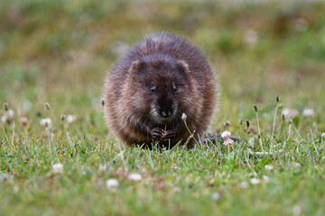 Cute Muskrat sits on lawn eating stems of grass 