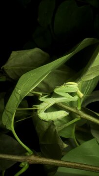 VERTICAL VIDEO: Close-up of large green praying mantis sitting on green leaves