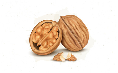 Peeled walnut vector illustration with walnut kernel