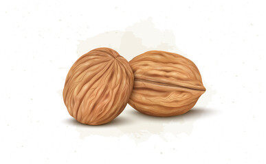 Set of Two Brown walnut vector illustration isolated on white background - obrazy, fototapety, plakaty