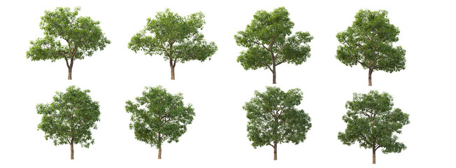 A tree with fruit on a white background.