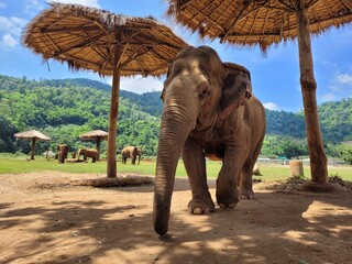 elephant in sanctuary