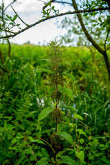 Close up of Common Nettle aka Stinging Nettle or Nettle Leaf (Urtica dioica)
