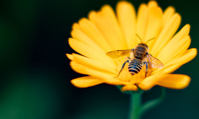 Bee on a yellow flower. Green background. Collecting nectar.