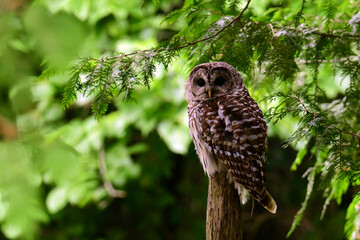 Fototapeta premium Barred owl sits perched on broken off tree stump in forest