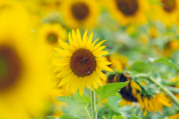 Obraz premium Sunflower field in the Japanese countryside.