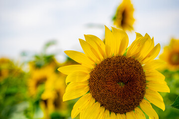 Fototapeta premium Sunflower field in the Japanese countryside.
