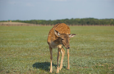 Fallow deer in Askania-Nova nature reserve, Kherson region, Ukraine