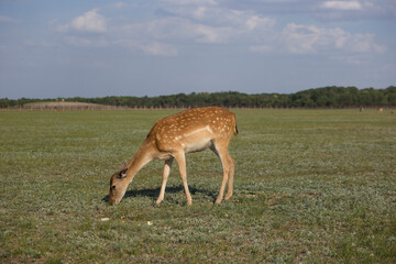Fallow deer in Askania-Nova nature reserve, Kherson region, Ukraine
