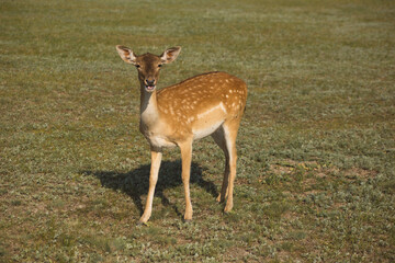 Fallow deer in Askania-Nova nature reserve, Kherson region, Ukraine