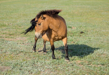 Przewalski brown horses in Askania-Nova nature reserve, Kherson region, Ukraine