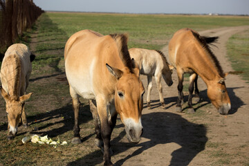 Przewalski brown horses in Askania-Nova nature reserve, Kherson region, Ukraine