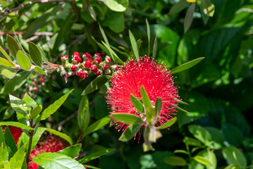 ブラシノキ ブラシの木 ブラシの木の花
