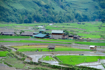 Naklejka premium rice terraces in Southeast Asia
