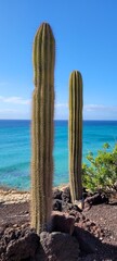 cactus on the beach
