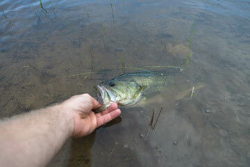 Fototapeta premium fish in the hand, bass fishing shore lake